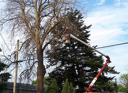 friesen tree services