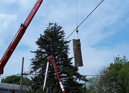 friesen tree services