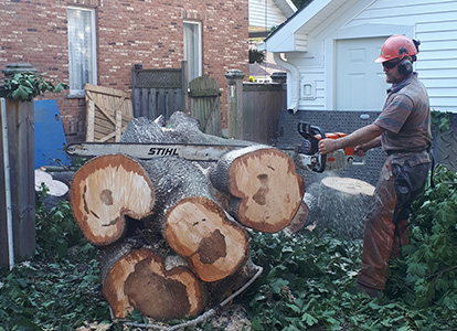 friesen tree services