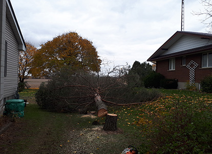 friesen tree services