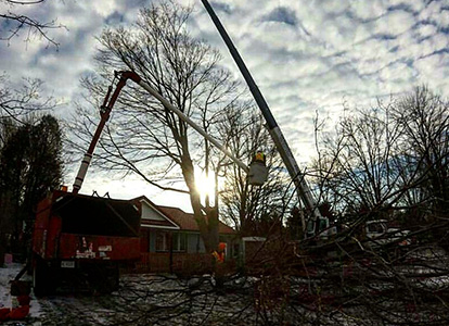 friesen tree services