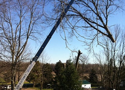 friesen tree services