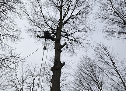 friesen tree services