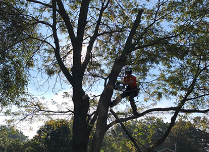 friesen tree services