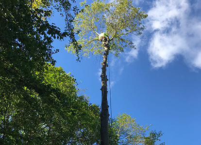 friesen tree services