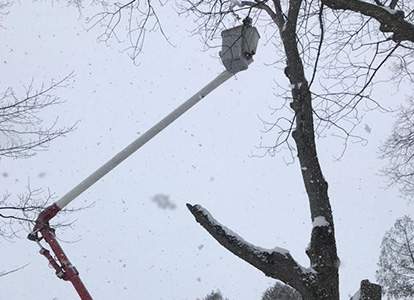 friesen tree services