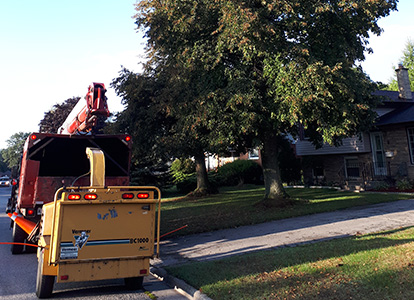 friesen tree services