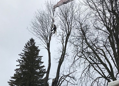 friesen tree services