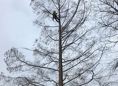 friesen tree services