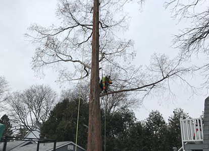 friesen tree services