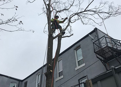 friesen tree services