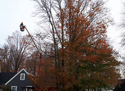 friesen tree services