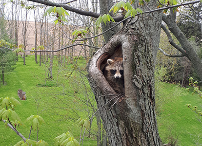 friesen tree services