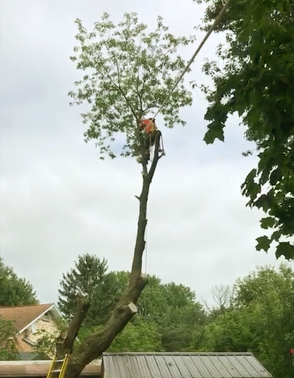 friesen tree services