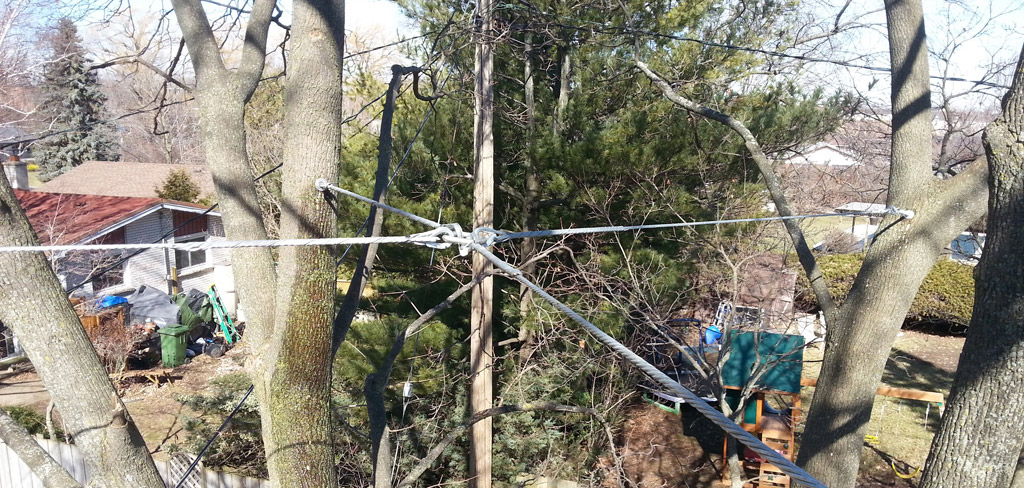 friesen tree services cabling and bracing